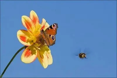 El cliente ‘abeja’ reemplaza al cliente ‘mariposa’