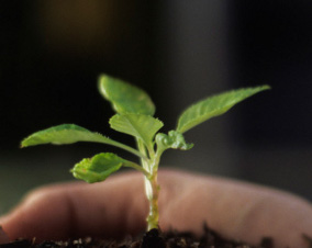 Fujitsu presenta su nueva estrategia de RSC con avances medioambientales y sociales