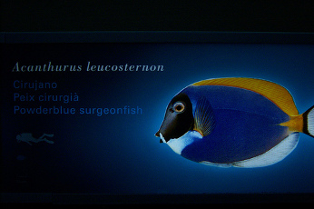 Atos Origin ofrece servicios de hosting con emisión neutra de CO2