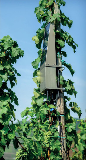 Viñedo conectado en Vall del Mosel