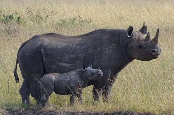 El proyecto de Conservación Conectada de NTT y Cisco llega a Kenia.