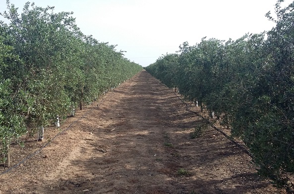 Tepro consigue 30.000 € para su herramienta de decisión de riego en olivares.