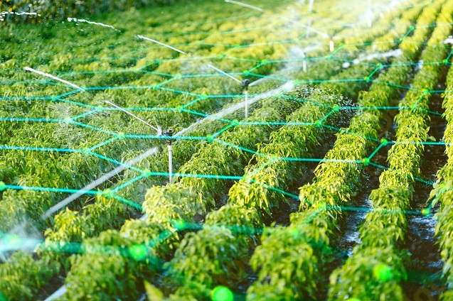 5G-NR para optimizar los sistemas de riego agrícola.