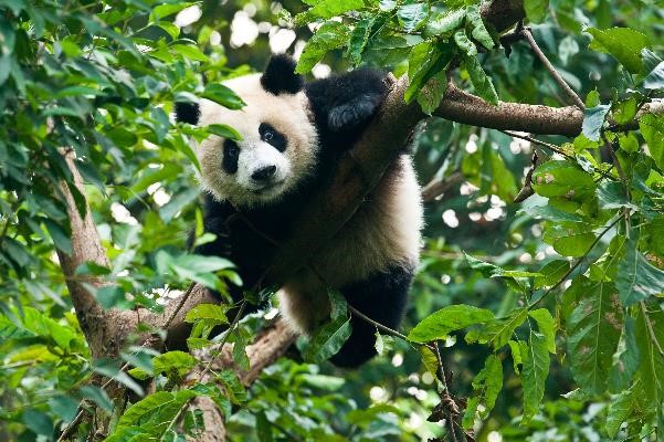 Panda’s Coming: primera aplicación de mensajería 5G del mundo.