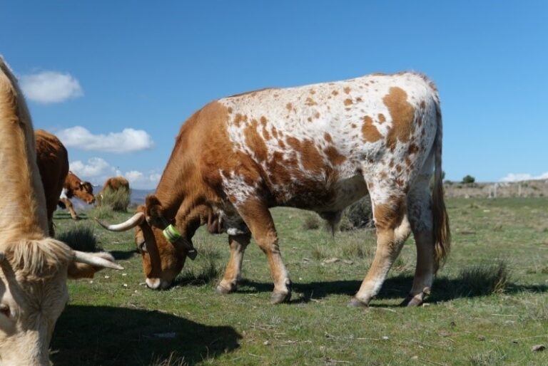 Ganado provisto con los dispositivos Digitanimal EVO para su localización en tiempo real.